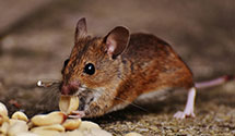 24 Hour & Emergency Exterminators in Sorrento, ME